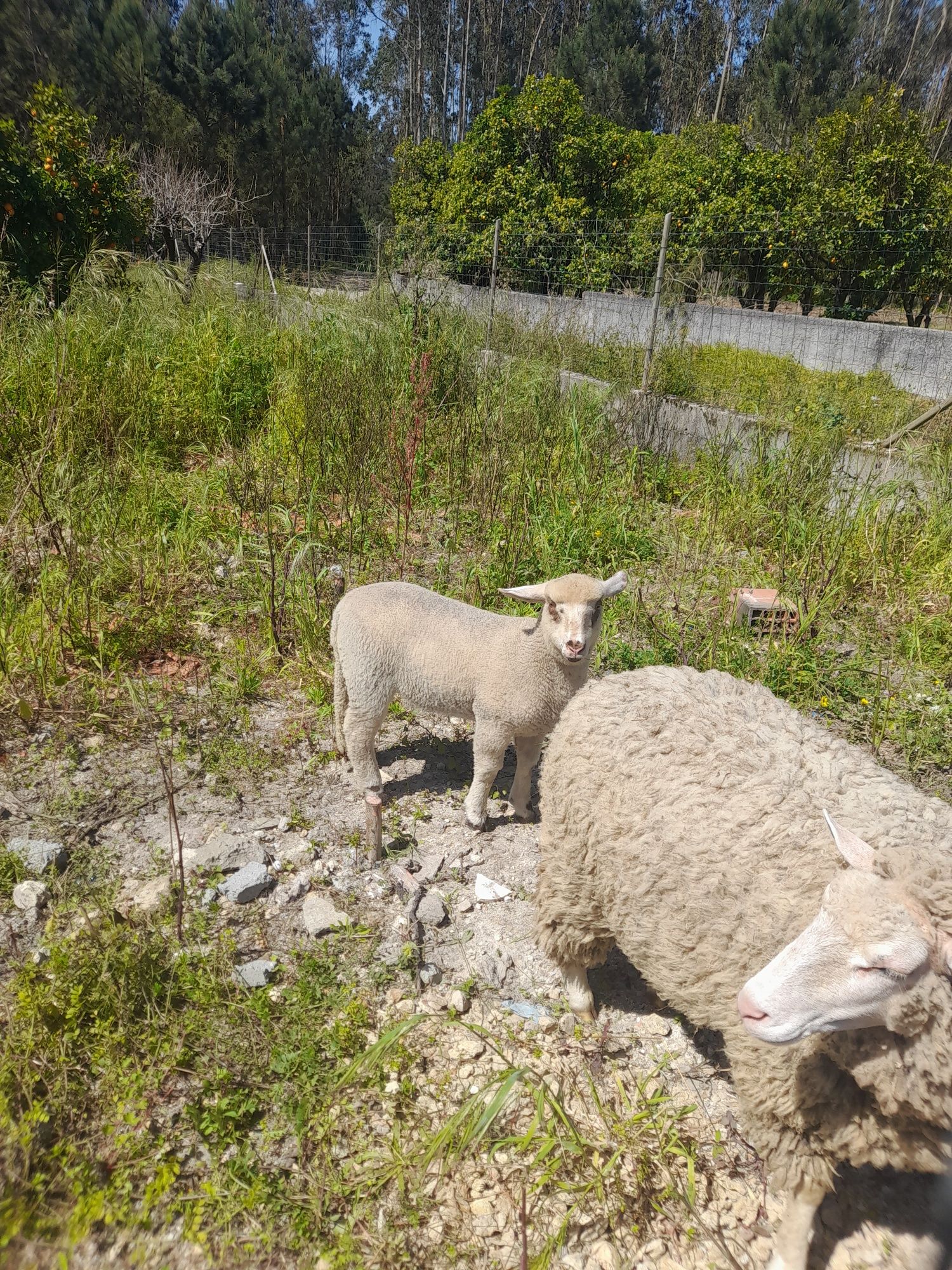 Ovelhas e borregos