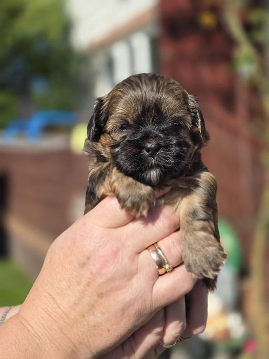 Shih tzu uroczy piesek