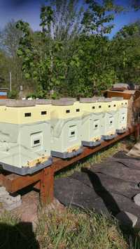 Odkłady pszczele i pełne rodziny pszczele na 4 ramkia ramce wielkopols