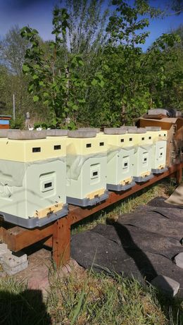 Odkłady pszczele na ramce wielkopolskiej - zamówienia na 2023r