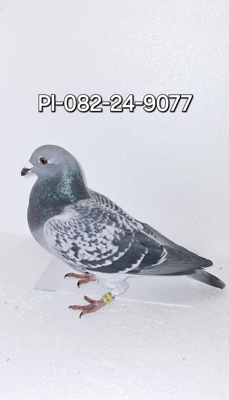 Gołąb pocztowy Samica T.Ruminski x M.Trzaska x A.M. Podyma,,