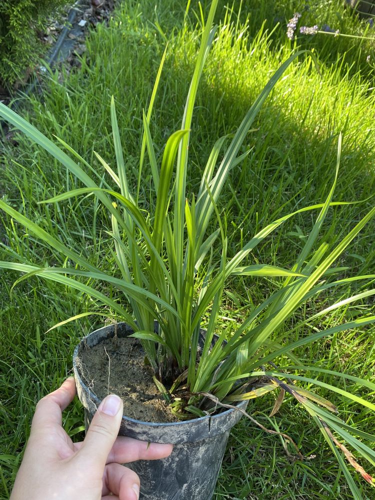 Trawa Irish Green