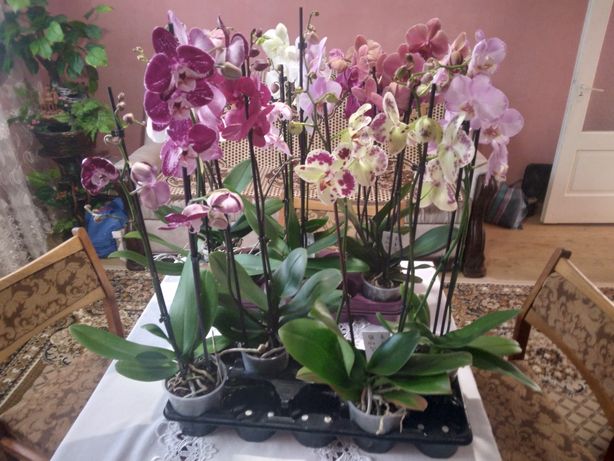 Продаж орхидей та iнших квiтiв
