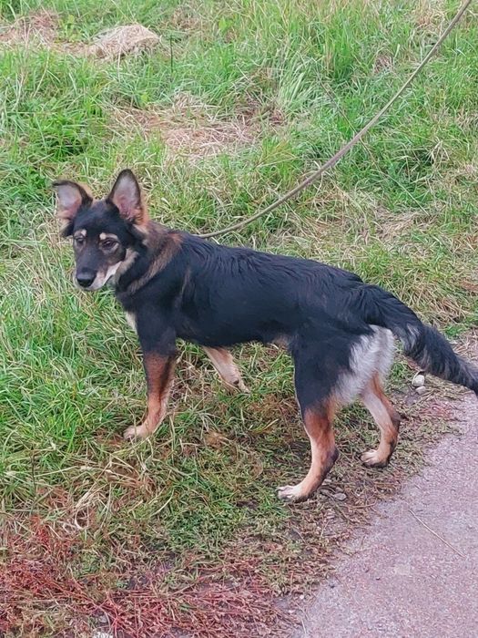 Отдаю собаку бесплатно СРОЧНО!!!