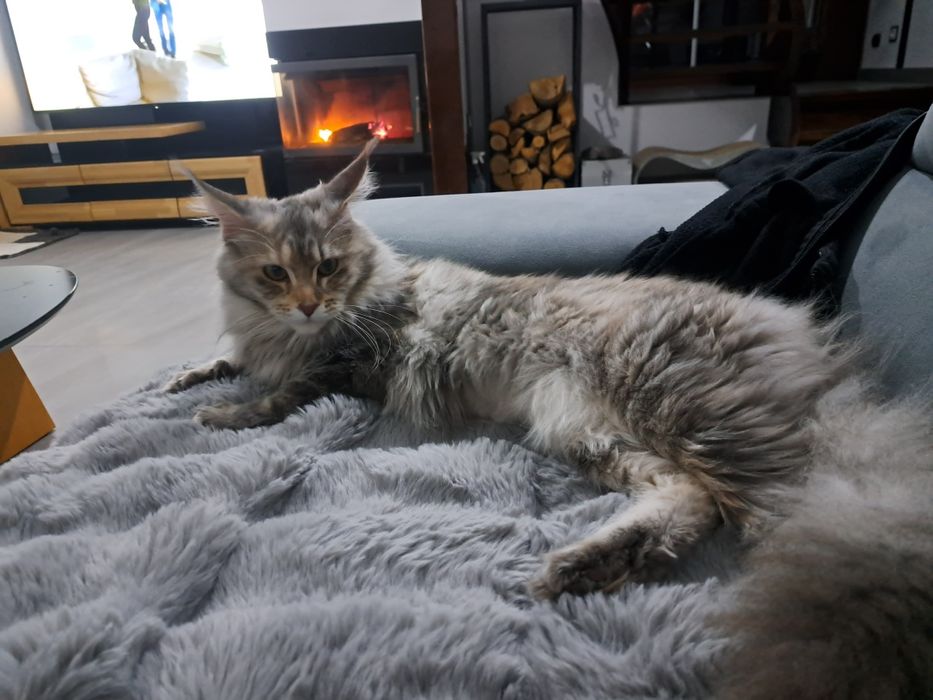 Cudowna kotka Maine Coon