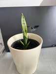 Kwiat sansevieria