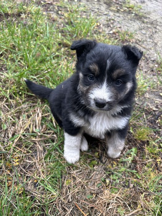 oddam szczeniaczki za darmo