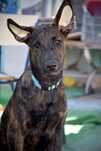 magnífico Xoloitzcuintli com pelo