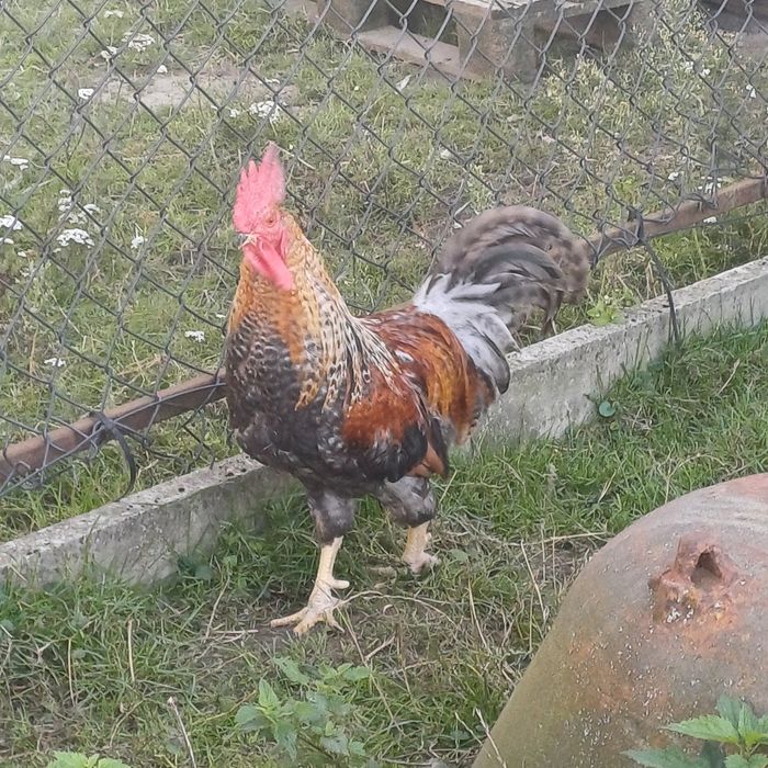 2 koguty zeszłoroczne