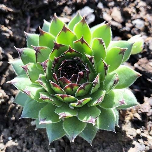 (Камяна троянда Reinhard)