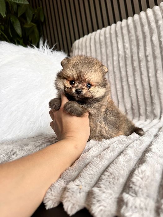 Spitz anão. Lulu da Pomerânia Mini.   LOP e Afixo.. Mini. Perfeito!