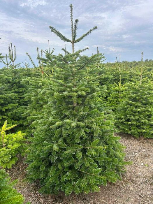 Choinki Jodły Jodła Kaukaska 150-180CM ! PIĘKNA Dostawa PL