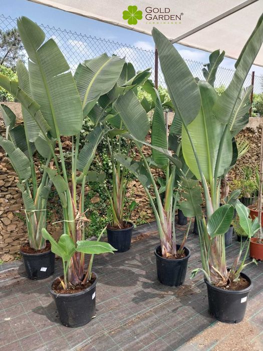 Estrelícias Gigantes