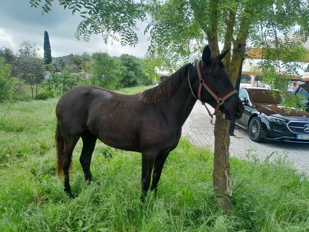 Vendo ao troco uma égua bem montada