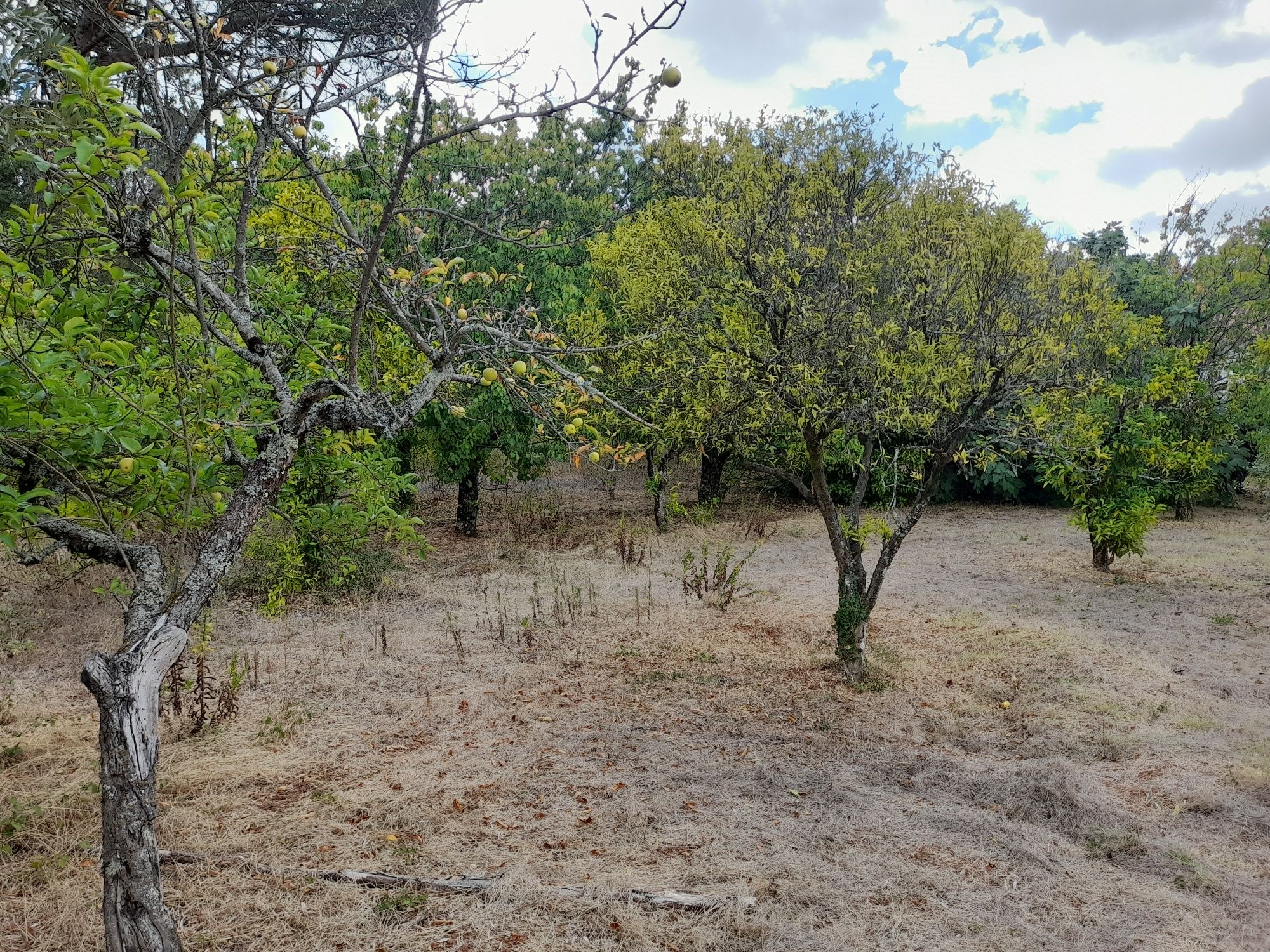 Terreno com 1500m2