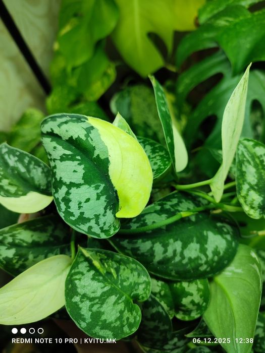 Scindapsus сциндапсус