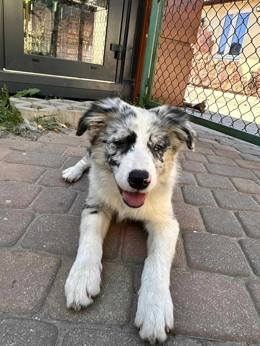 Piesek Border Collie Blue Merle ZKWP/FCI