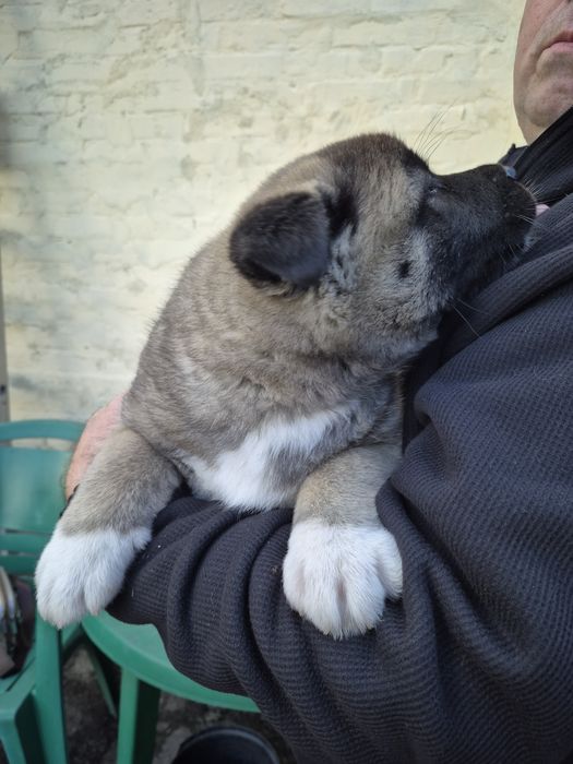 Цуценята американської акіти