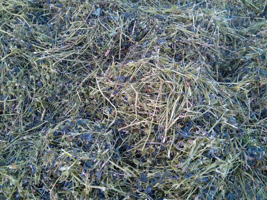 koniczyna  sianokiszona 2025