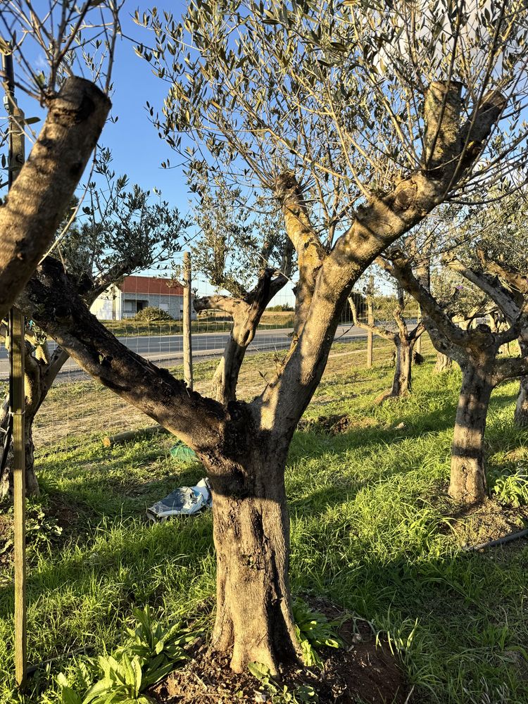 Vendo Oliveiras Milenares, Centenárias e Jovens – com Passaporte