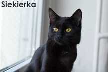 Kotka Siekierka szuka domu
