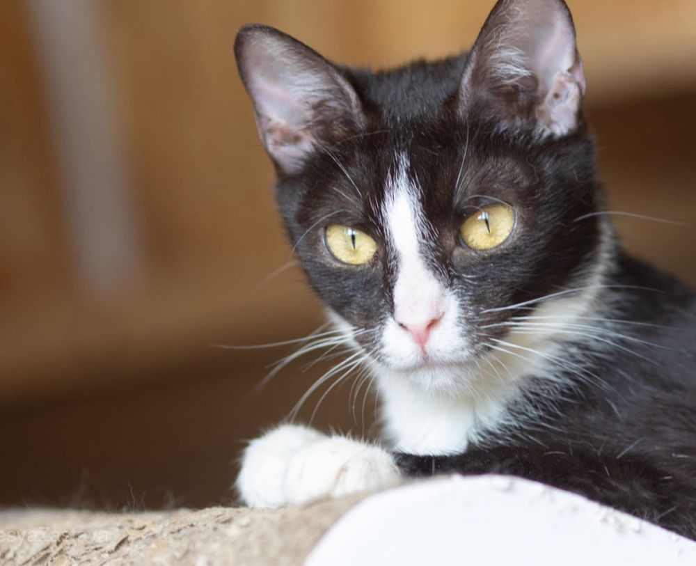 5 лет Лара, кошка, добрая кошка