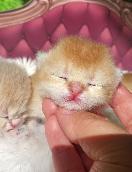 Тактильные малыши, очень нежные и милые. Котята золотая шиншилла.
