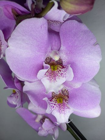 Орхидеи из собственной коллекции