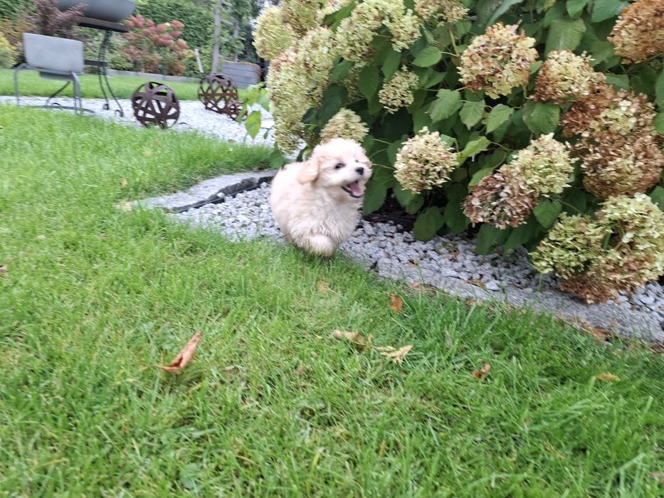 maltipoo szczeniak