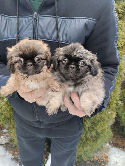 Продам цуценят Пекінесиків