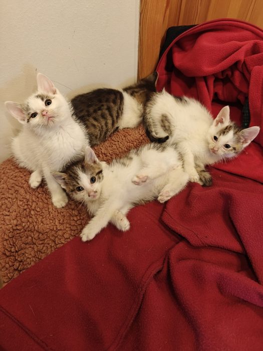Kotki kocięta 2,5 miesiąca do oddania za darmo