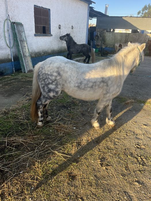 Ponei femea 1,18m mini egua