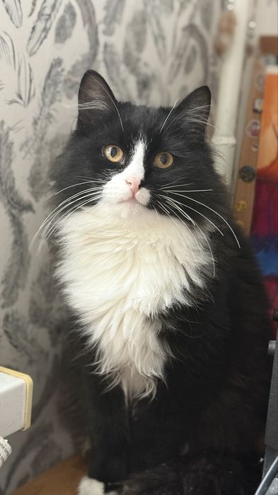 Знайшли кота, домашній