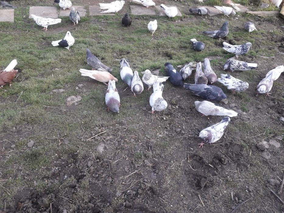 Mikołajewskie gołębie