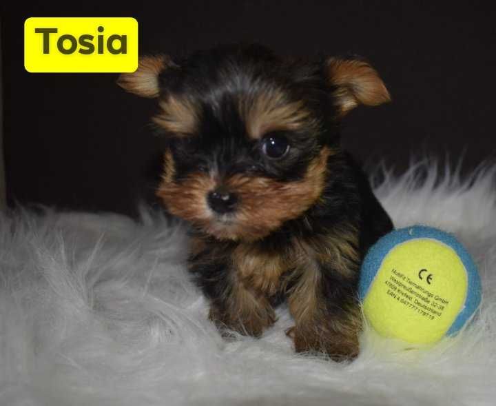 Yorkshire Terrier mała suczka Tosia