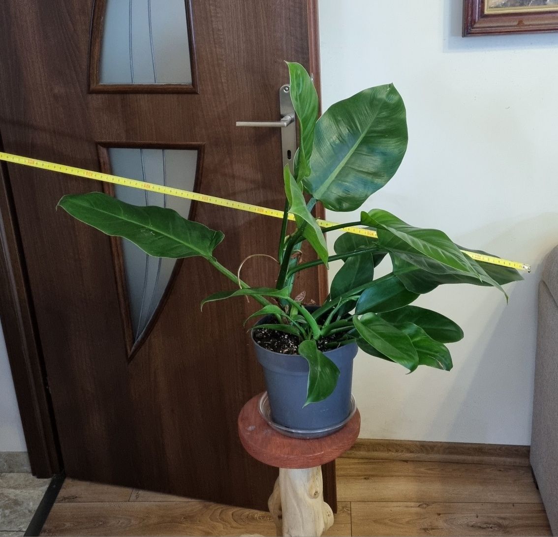 Philodendron imperial green