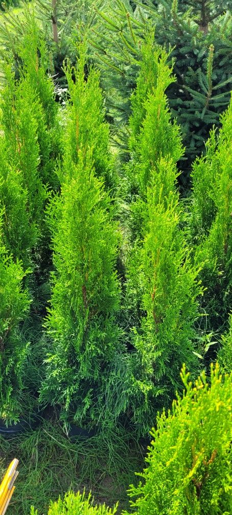 Tuja Smaragd 120 cm tuje 140 szmaragd  thuje laurowiśnia żary