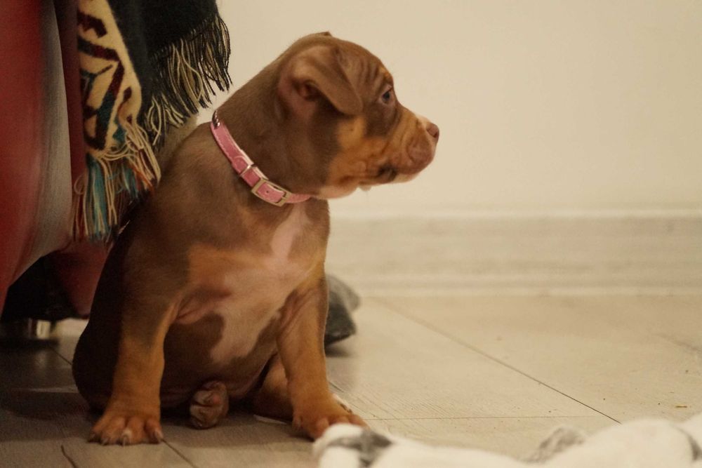 American Bully ABKC Suczka Ojciec 100% Muscletone's