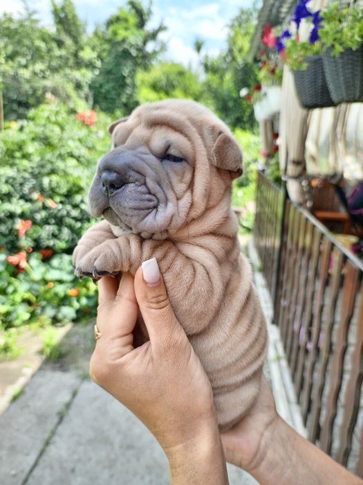 Шарпей щенки продаж