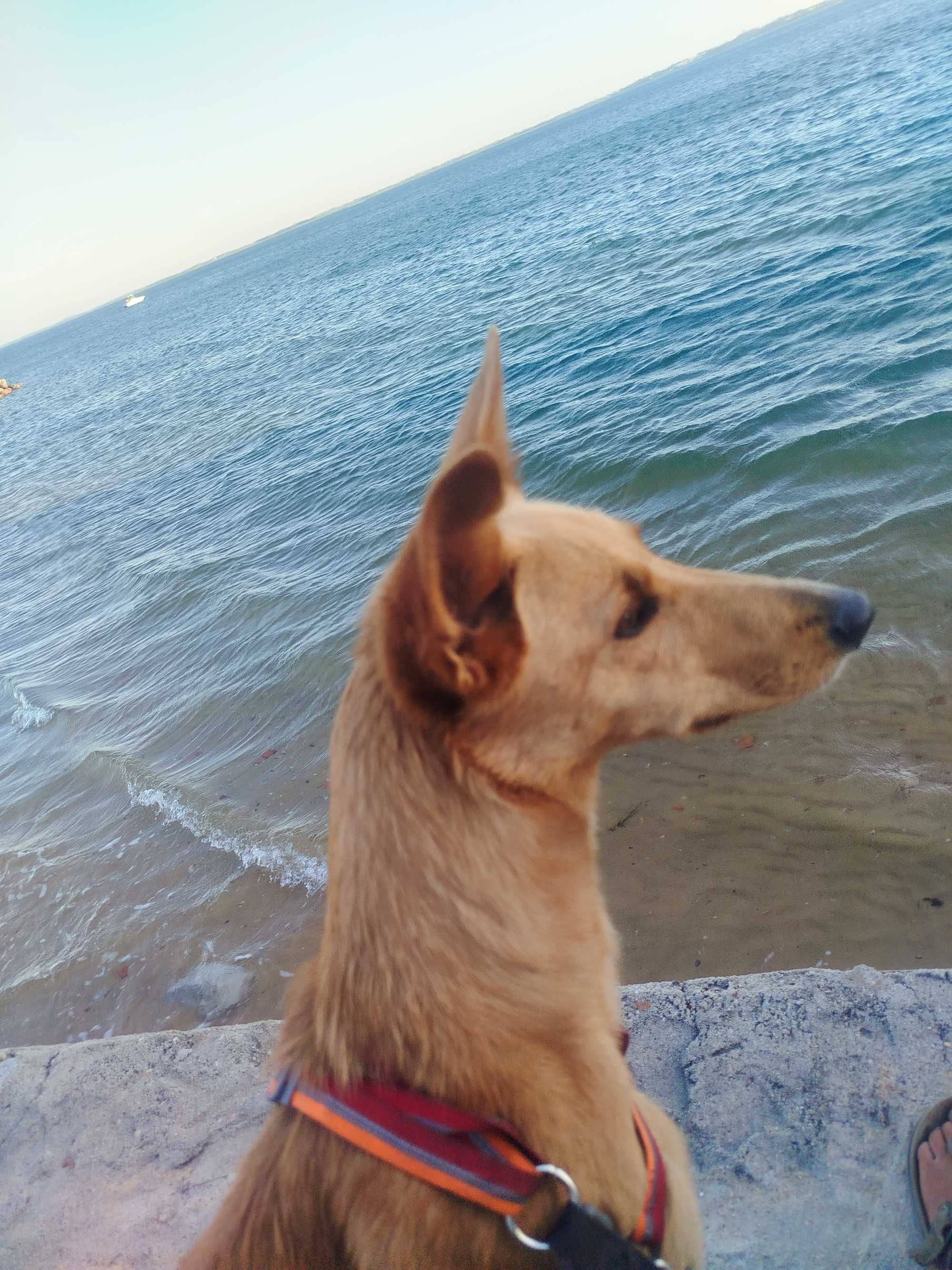 Pet sitting  Algarve lagos, budens, Sagres, etc