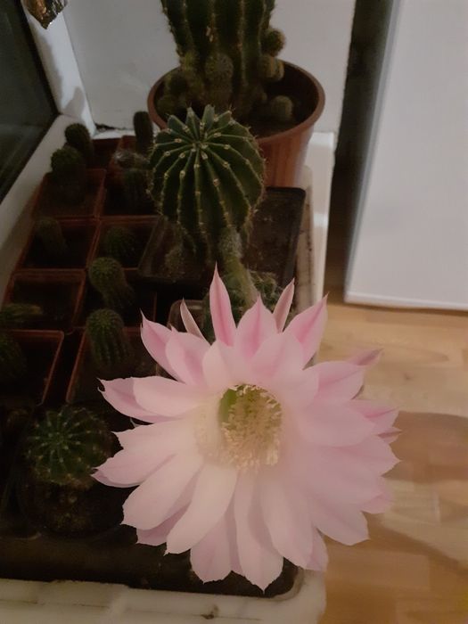 Кактусы цветущие