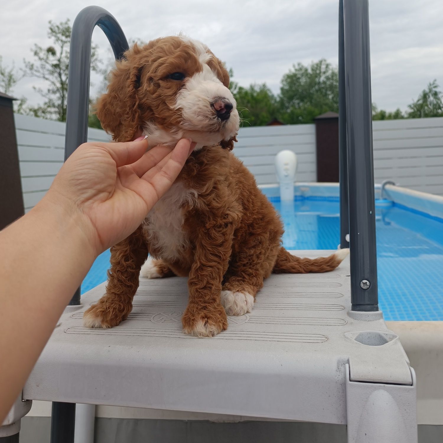 Голдендудль Ф1б. Goldendoodle F1b. Хлопчик. Київ