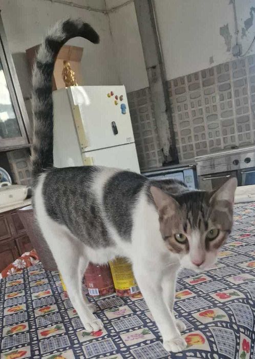 CHEVROLET (Macho, 7 Meses) Para Adoção