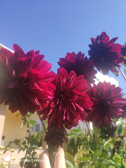 Жоржина георгина бордова