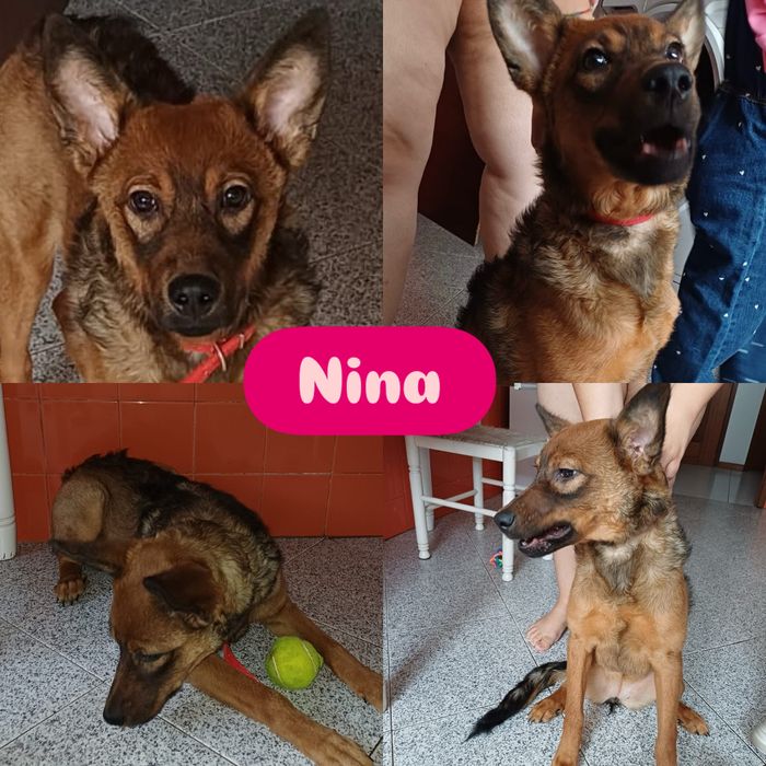 Nina, cadelinha com 6 meses para adoção responsável