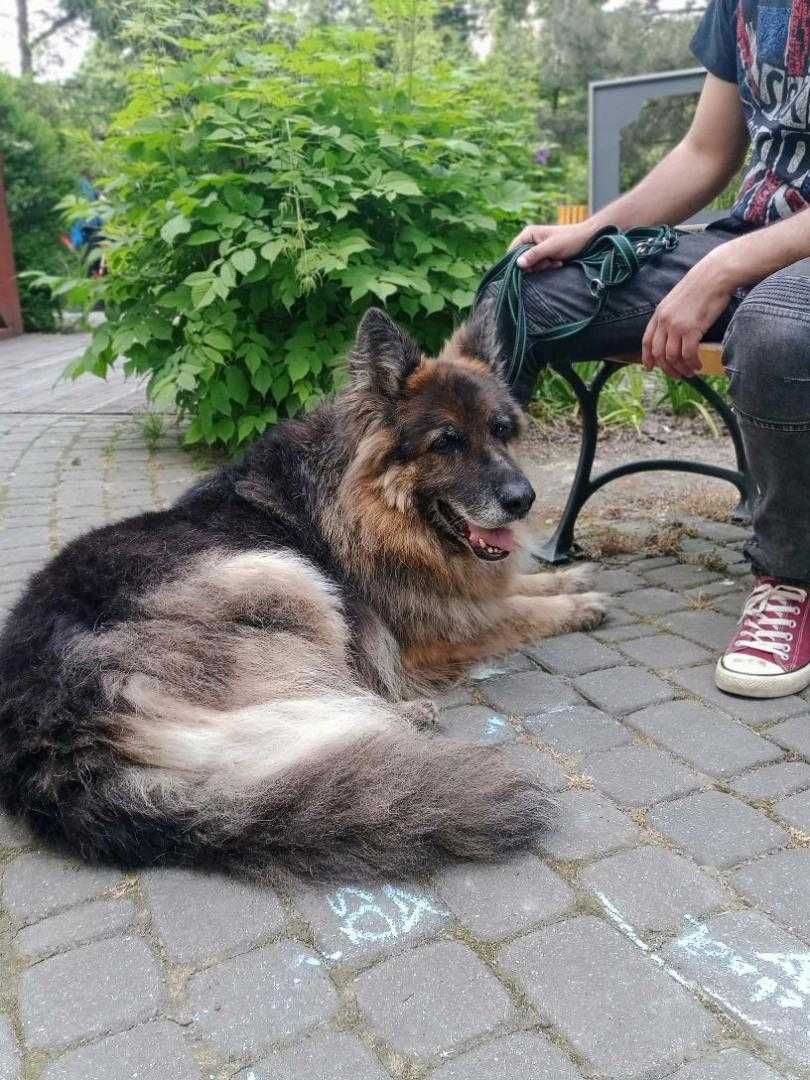 Zew, w typie owczarka niemieckiego długowłosego do adopcji..