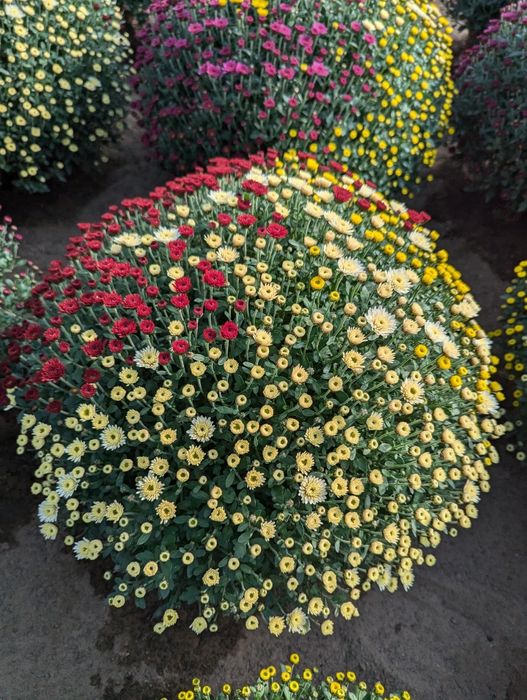 Chryzantemy drobnokwiatowe