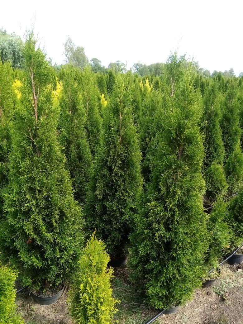 Tuja Thuja 150 cm doniczka szmaragd