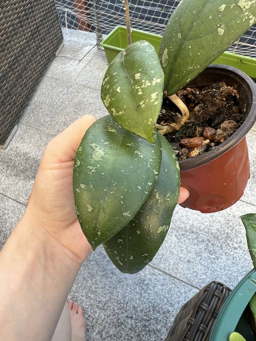Hoja hoya Vitellima ImL 1348