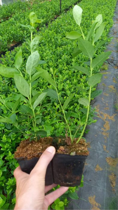 Borówka Amerykańska Sadzonki Chandler Duke Bluecrop Patriot Duze Owoce